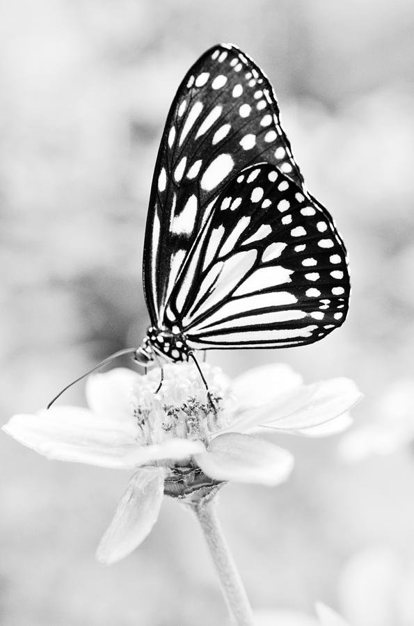 Black And White Photograph - Butterfly Wings 7 - Black And White by Marianna Mills