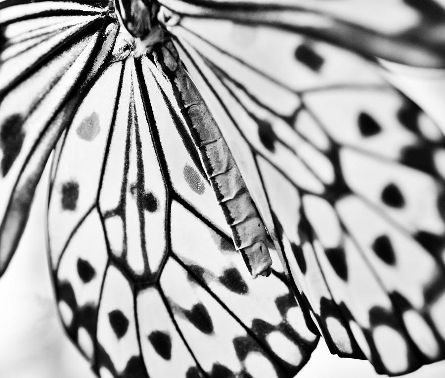 Nature Photograph - Butterfly Wings - Black and White by Marianna Mills
