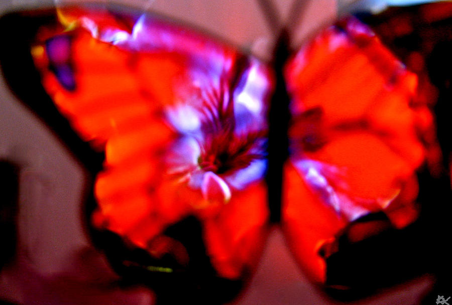 Butterfly Wings Collection I Photograph By Debra Vatalaro Fine Art