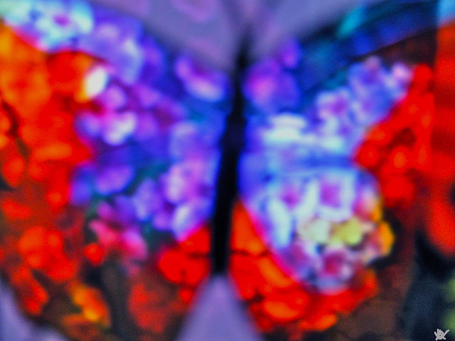 Butterfly Wings Collection M Photograph By Debra Vatalaro Fine Art