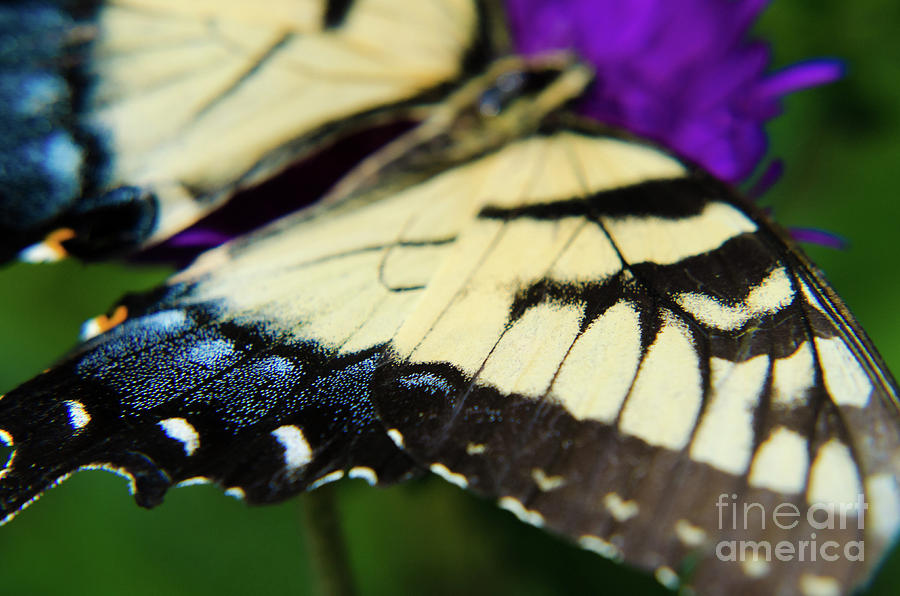 Butterfly wings Photograph by PIPA Fine Art - Simply Solid