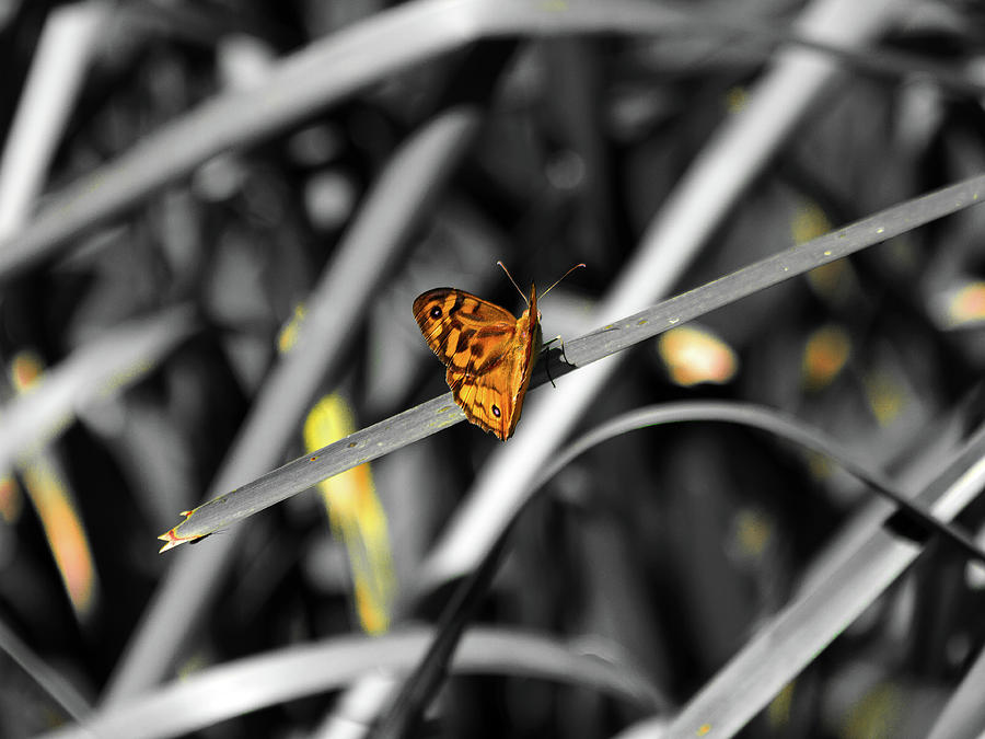 Butterfly Photograph -  Butterfly Wings by Miroslava Jurcik