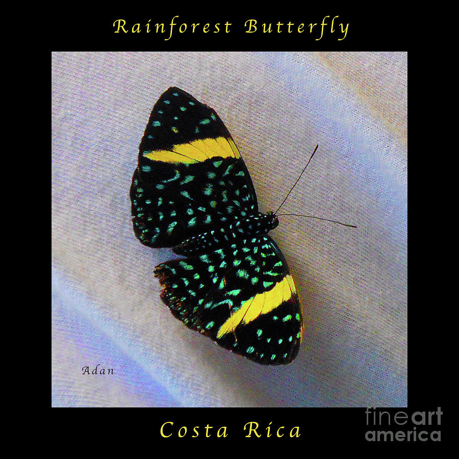 Butterfly Wings on Wings Macro Square Poster Photograph by Felipe Adan Lerma