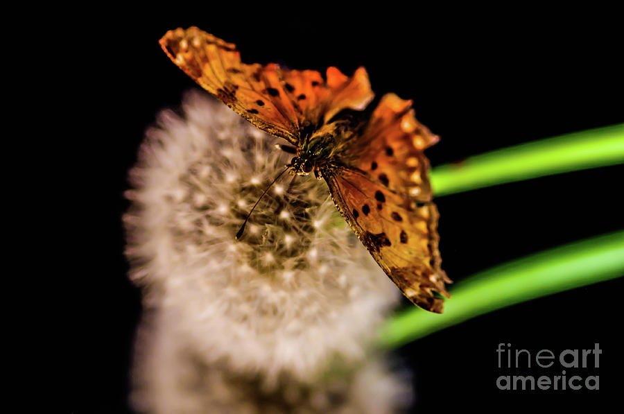 Butterfly Wish Photograph by Gerald Kloss