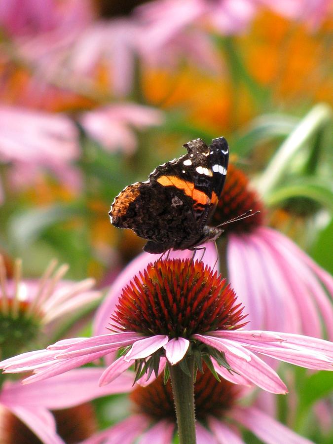 Butterfly With Cone Flowers Photograph by Alfred Ng