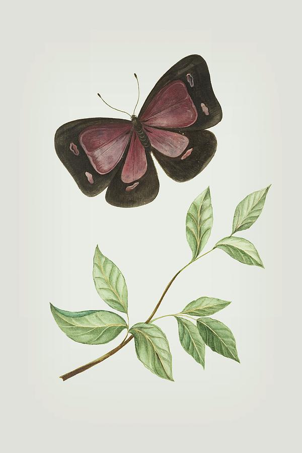 Butterfly With Leaf by Cornelis Markee 1763 Mixed Media by Movie Poster Prints