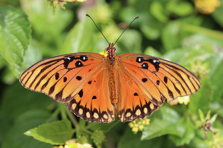 Butterfly with open wings Photograph by Kathy LaBerge - Fine Art America