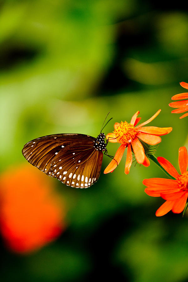 Butterfly with Orange Flowers Photograph by Hakon Soreide