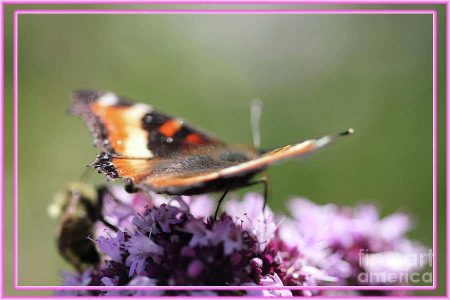 Butterfly With Pink Accents Digital Art by Donna L Munro
