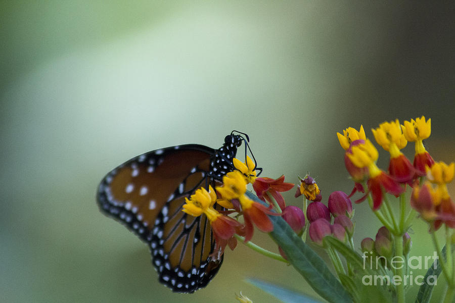 Butterfly with yellow flowers Photograph by Amy Sorvillo