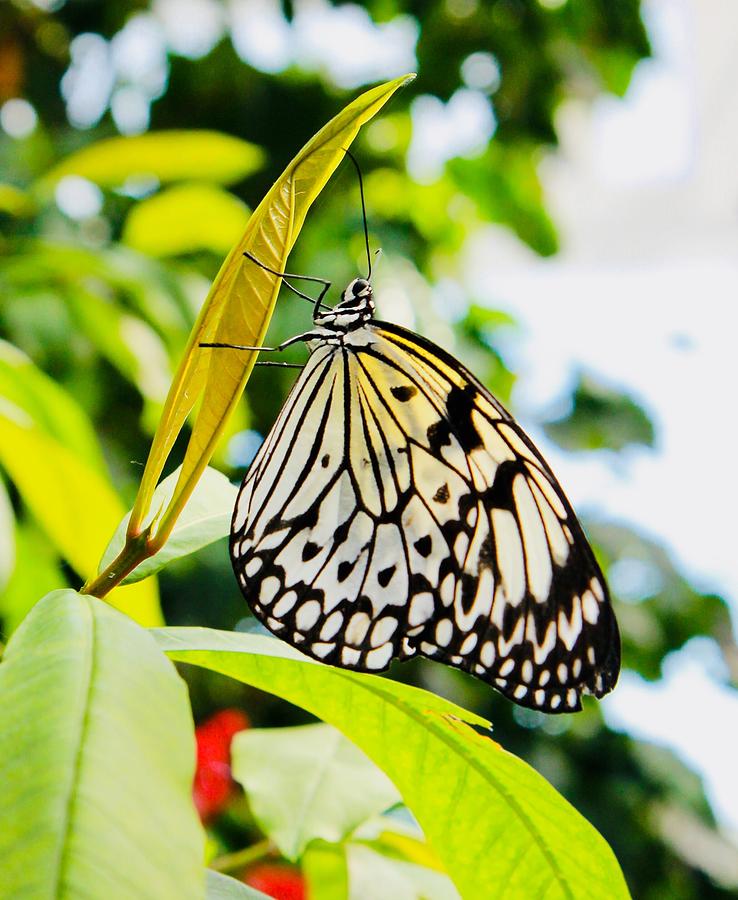 Butterfly Wonder Photograph by Christine Chin-Fook