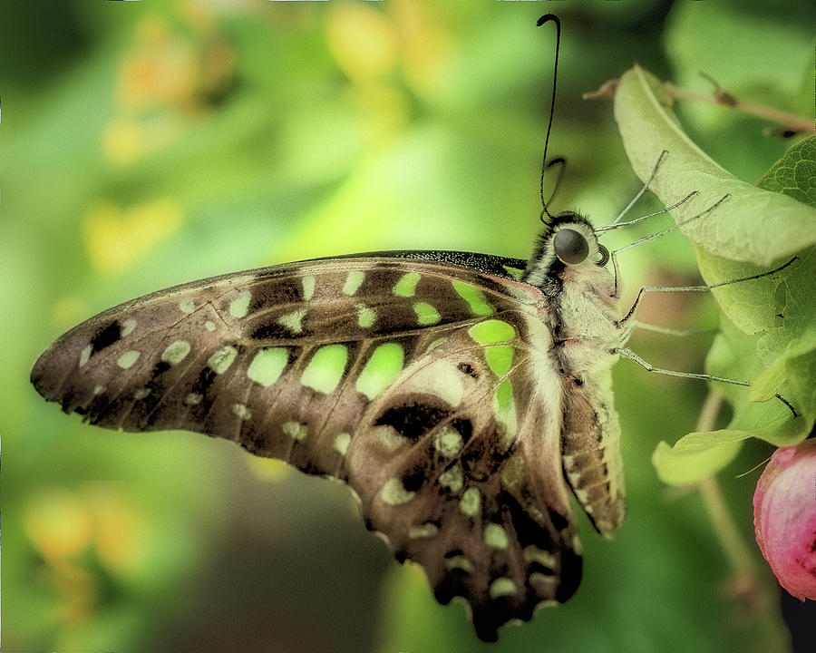 Butterfly Wonderland