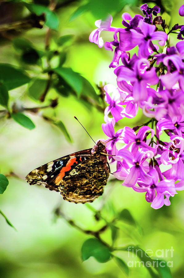Butterfly wonderland Photograph by Gerald Kloss