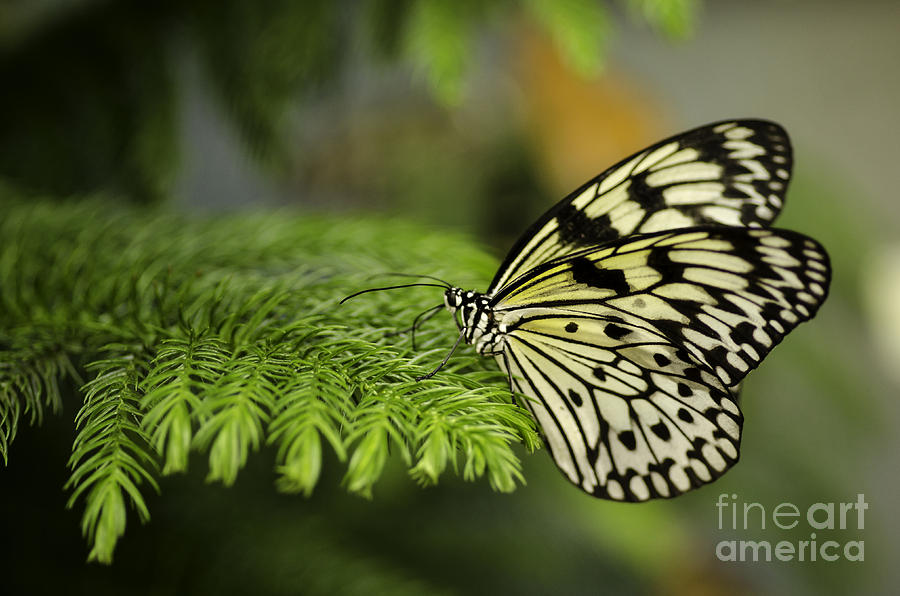 Butterfly Wonderland Photograph by Nick Boren