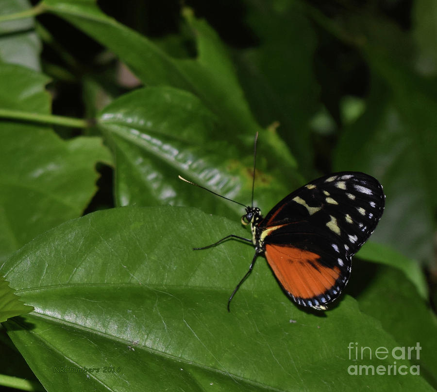 Butterfly World Photograph - Butterfly World by Nancy Chambers