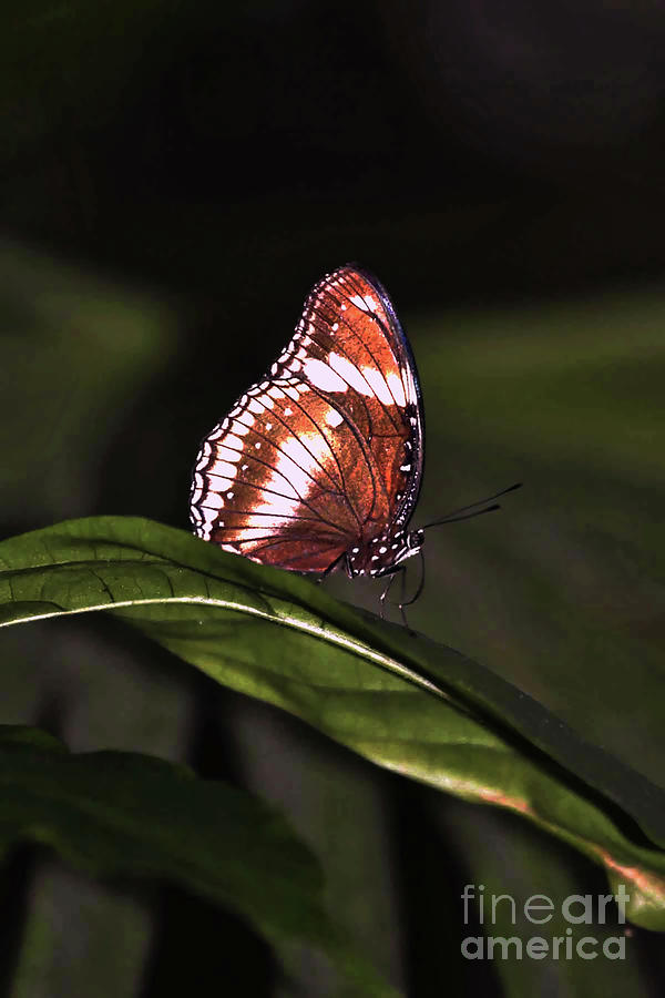butterfly X Photograph by Tom Prendergast