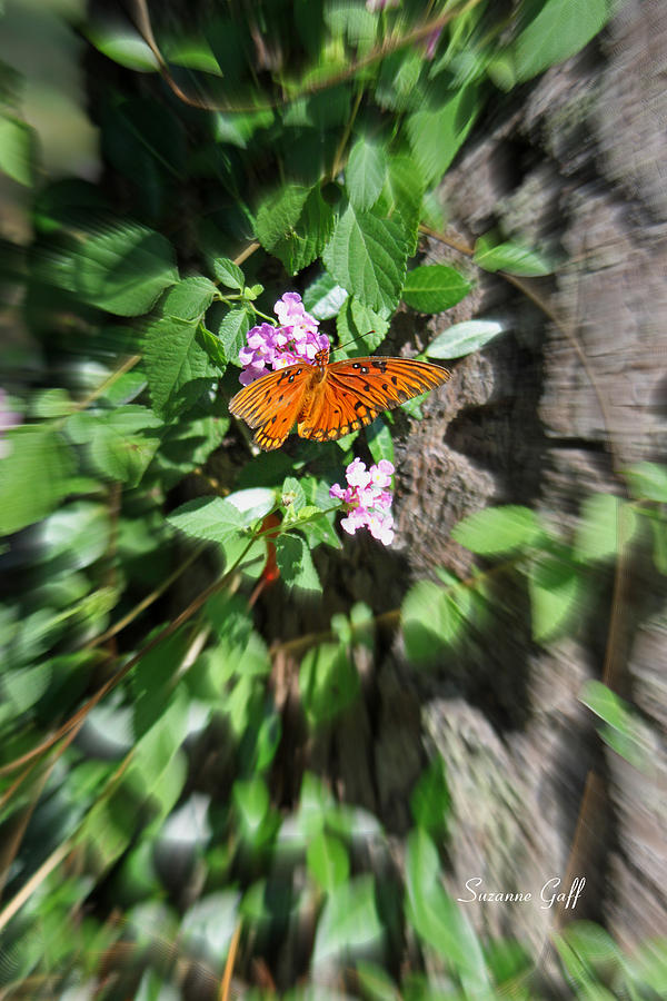 Butterfly Zoom Photograph by Suzanne Gaff