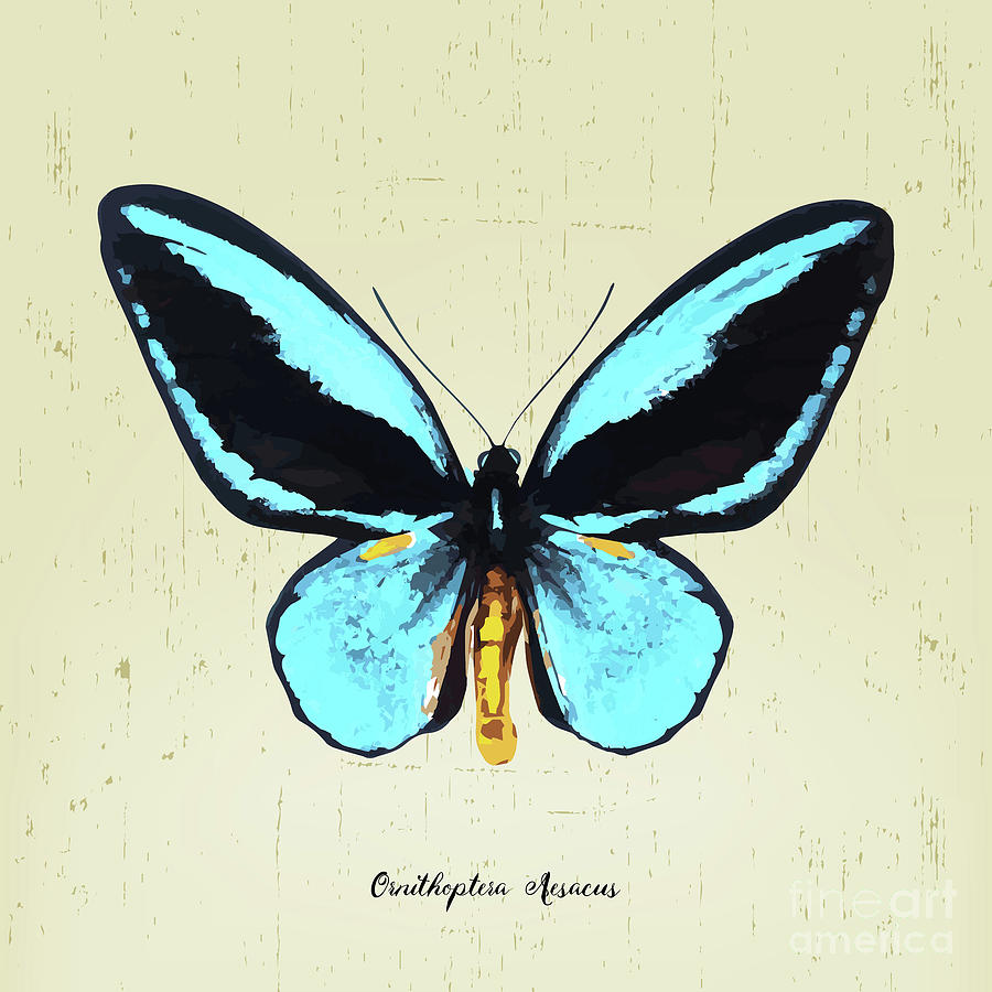 Butterfly Digital Art - Butterfly001_Ornithoptera Aesacus by Bobbi Freelance