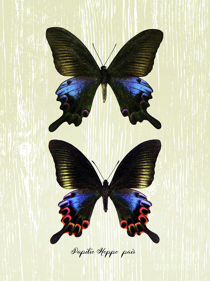 Butterfly011_Papilio Hoppo pair Digital Art by Bobbi Freelance - Fine ...