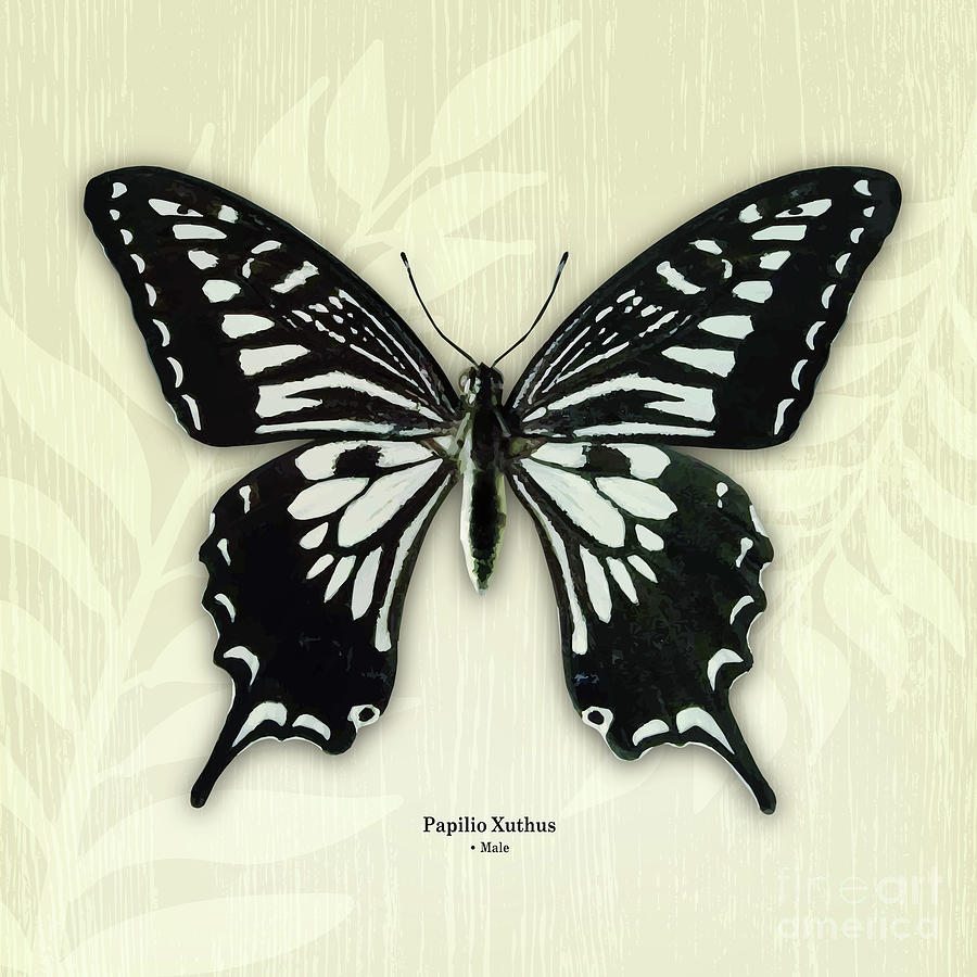 Butterfly013_papilio Xuthus_male Digital Art