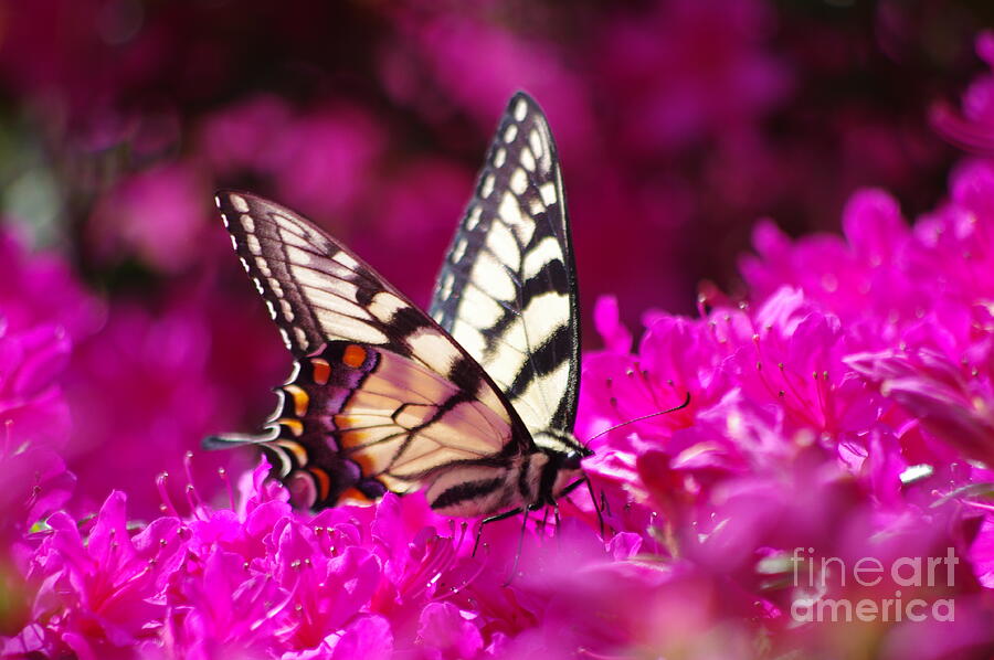 Butterfly1 Photograph by Gerald Kloss