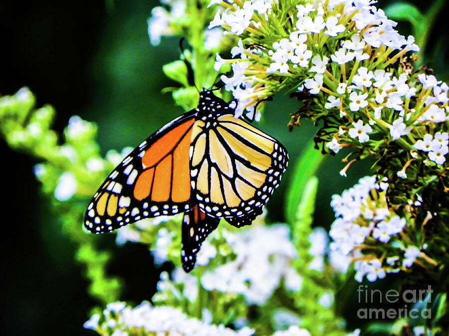 Butterfly2 Photograph by Gerald Kloss