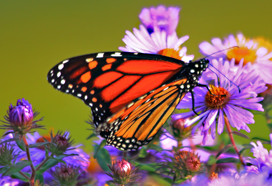 Butterfly Photograph - ButterflyAtWork by David Kehrli