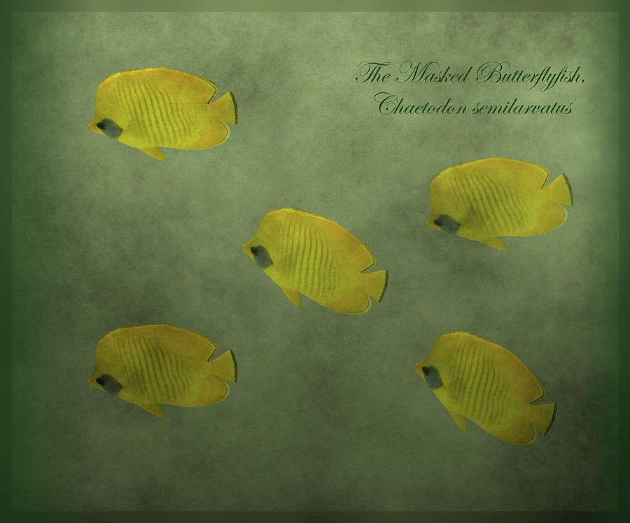 Butterflyfish Creation 2 Mixed Media by Johanna Hurmerinta