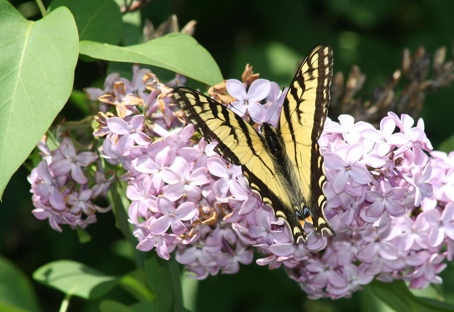 Butterfly's Bed Photograph by Jennifer Leclair - Fine Art America