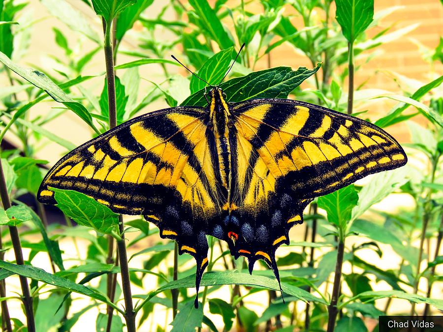 Butterflys Photograph by Chad Vidas Butterflys Photograph by Chad Vidas