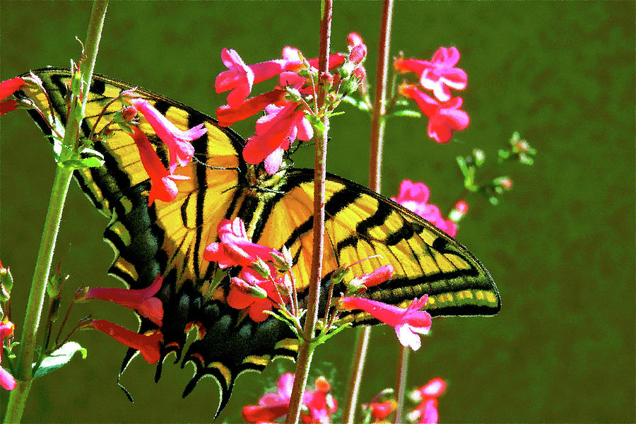 Butterflys Dream Photograph by Patricia Haynes