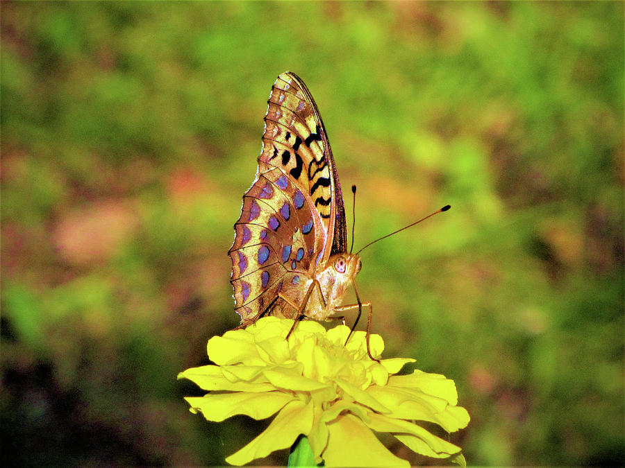 Butterflys Face Photograph