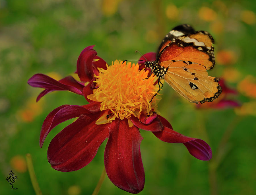 Butterflys Feast Photograph by Syed Muhammad Munir ul Haq