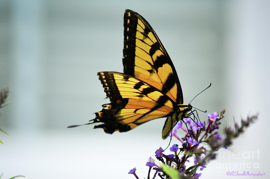 ButterflySouth2 Photograph by Rod Farrell