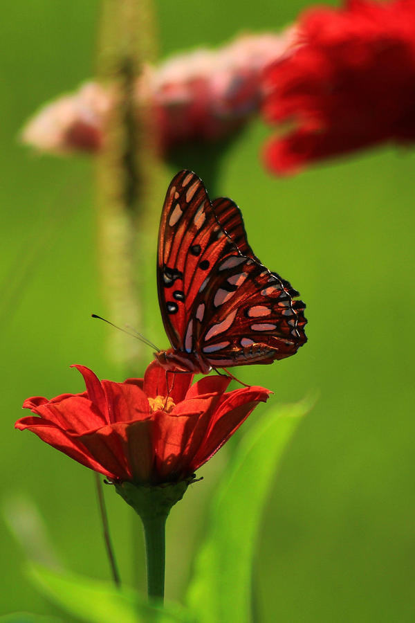 Butterfly Garden 2 Photograph by Kevin Wheeler