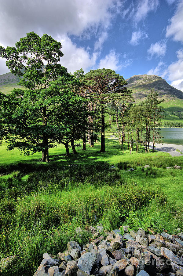 Buttermere Pines Photograph by Smart Aviation - Fine Art America