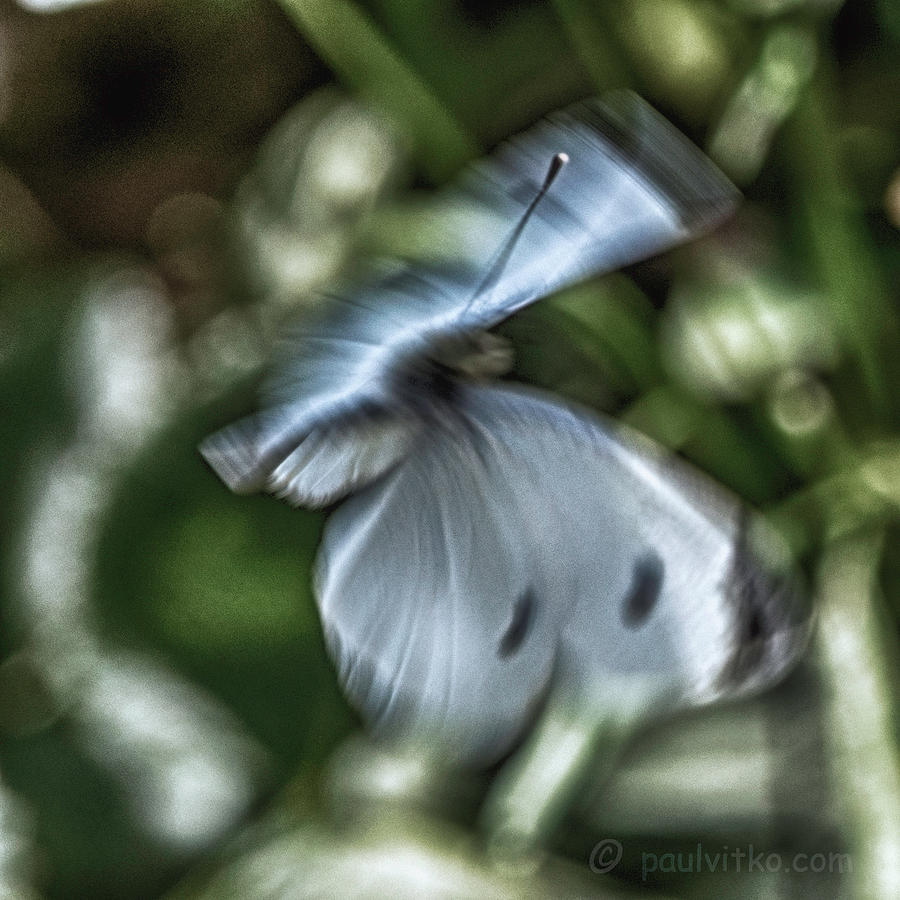 Butternightfly..... Photograph by Paul Vitko