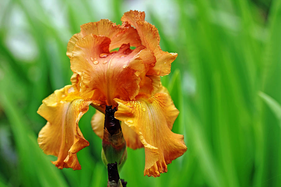 Iris Photograph - Butterscotch Iris by Debbie Oppermann