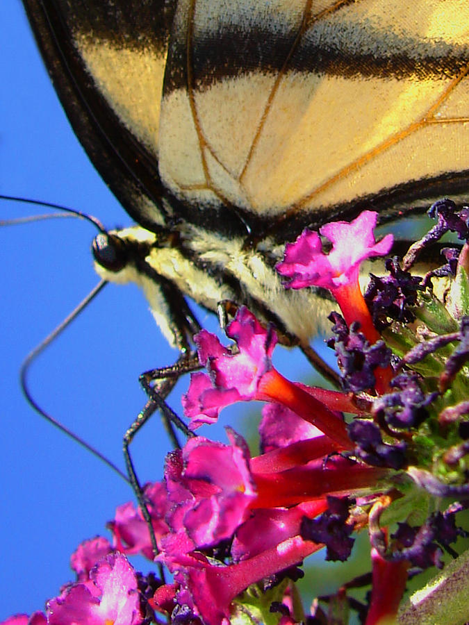 Butterthoughts Photograph by Laura Brightwood