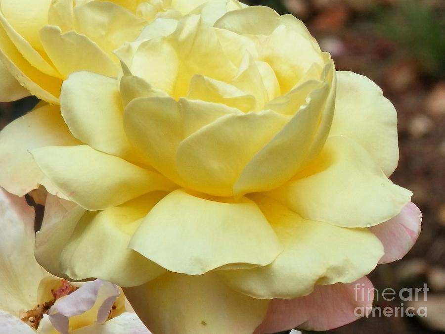 Buttery rose Photograph by Barbara Leigh Art