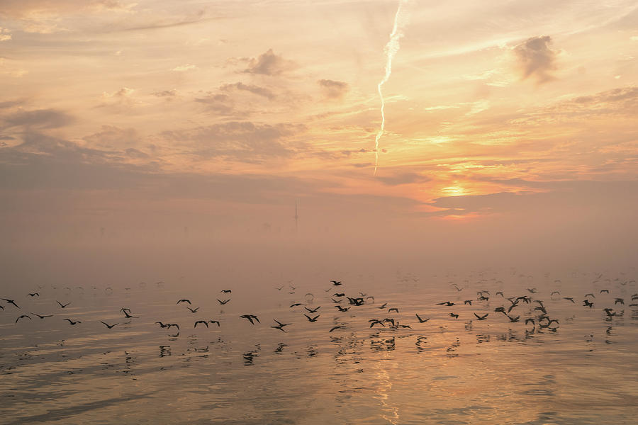 Buttery Soft Sunrise With Cormorants Photograph by Georgia Mizuleva