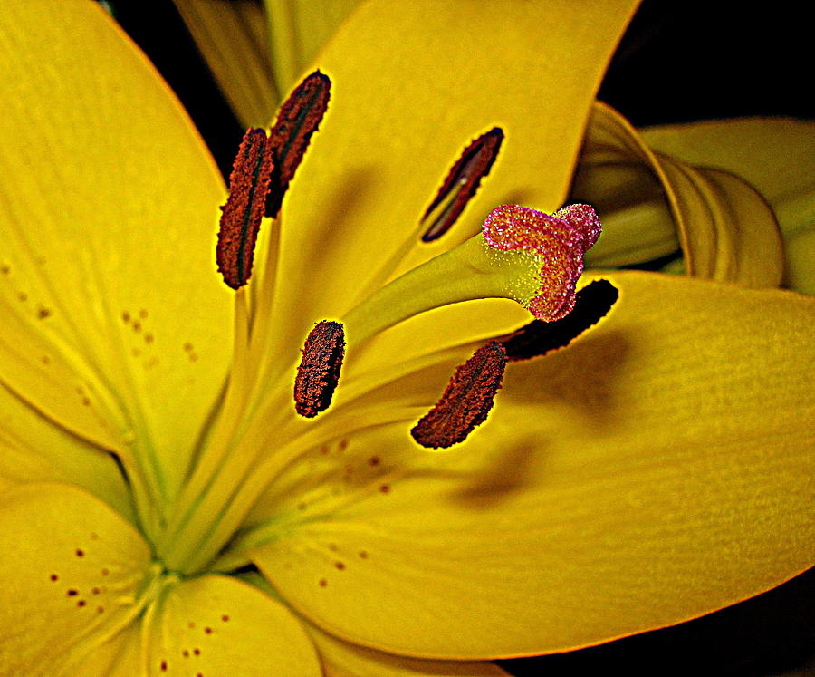 Flower Photograph - Buttery Yellow Lily by Bonita Brandt