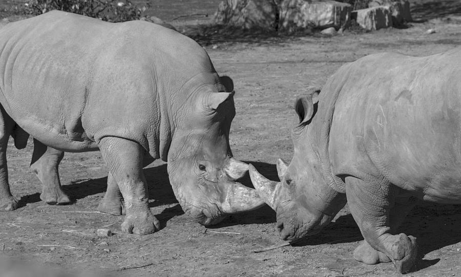 Butting Heads - White Rhinoceros - Ceratotherium Simum Simum Photograph 