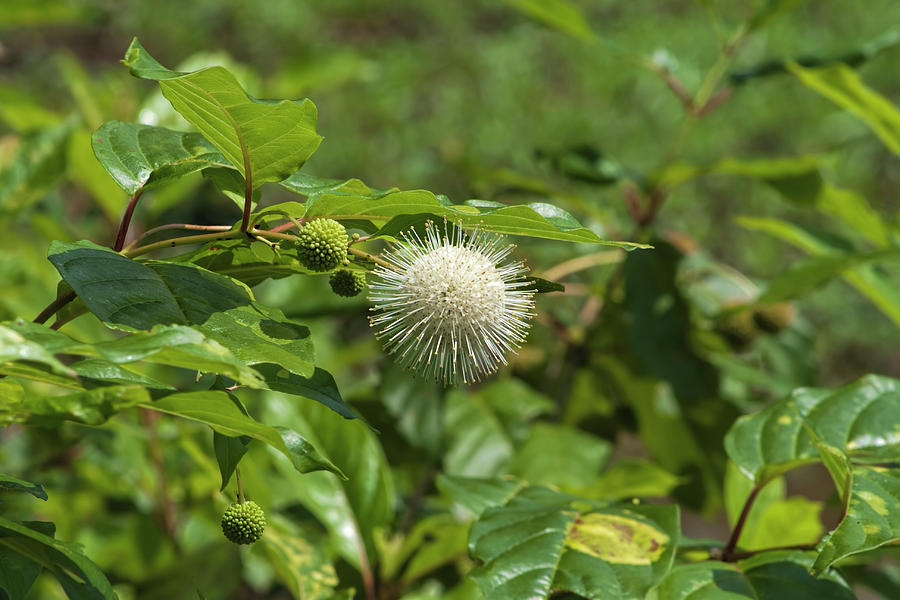 Button Bush Wildflower - Cephalanthus occidentalis Photograph by Kathy Clark