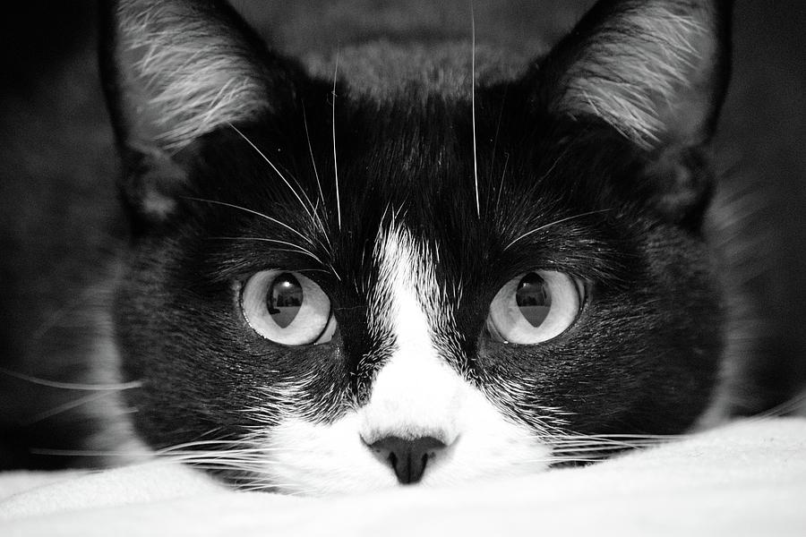 Black And White Photograph - Button Nose by Stine Szymczak