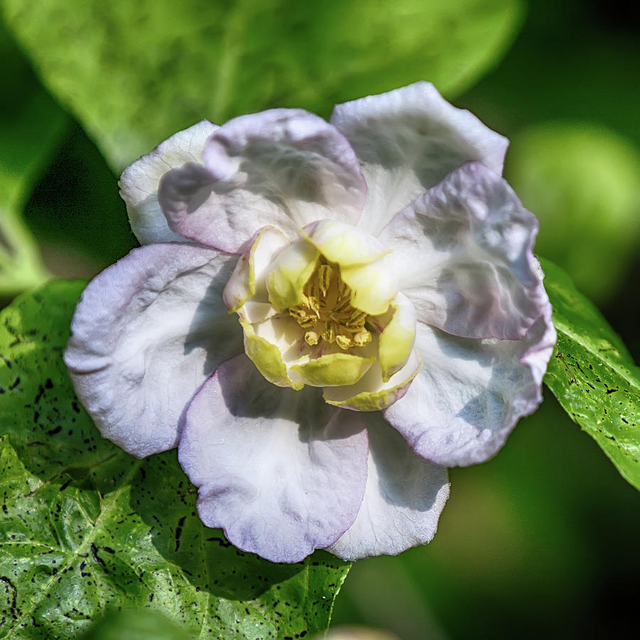 Button Sized Flower Photograph by John Haldane