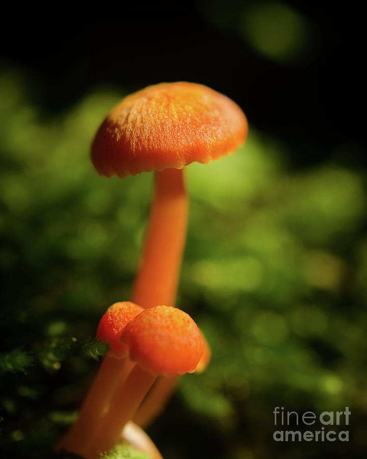 Orange Button Top Mushrooms Nature / Botanical Photograph Photograph by PIPA Fine Art - Simply Solid