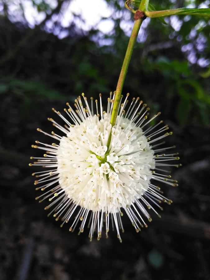 Buttonbush Photograph by Robert Nickologianis