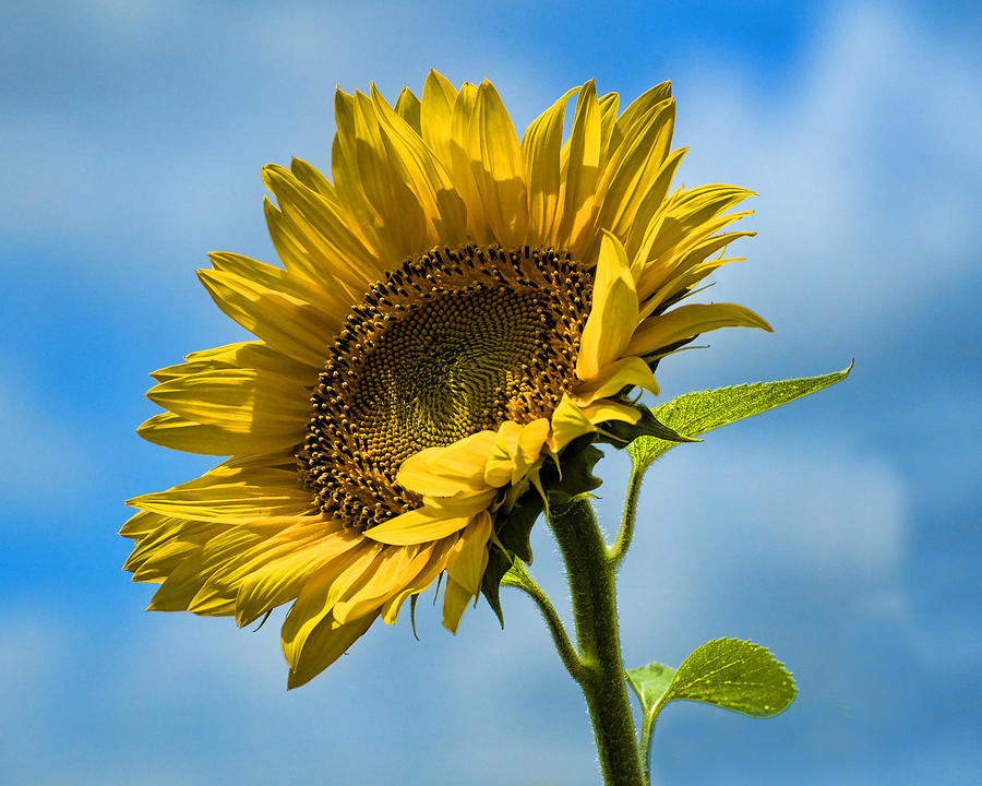 Buttonwood Sunflower 2 Photograph by Edward Sobuta