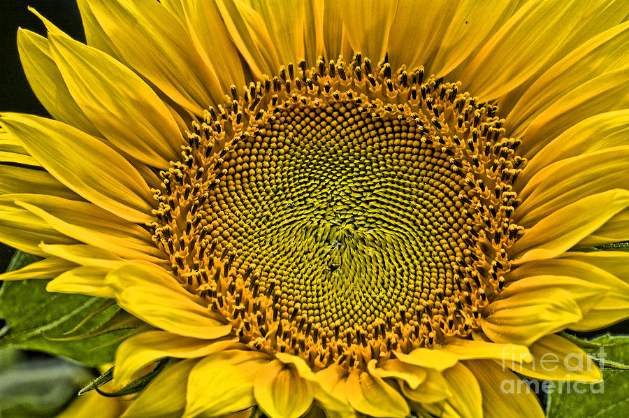 Buttonwood Sunflower 3 Photograph by Edward Sobuta